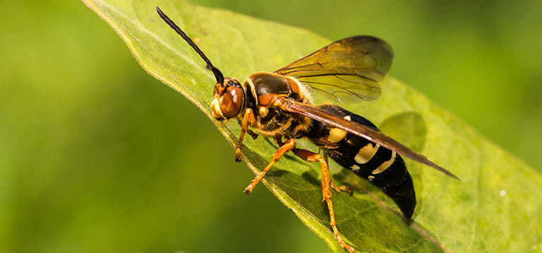 Read more about the article Best Pest and Wildlife Control