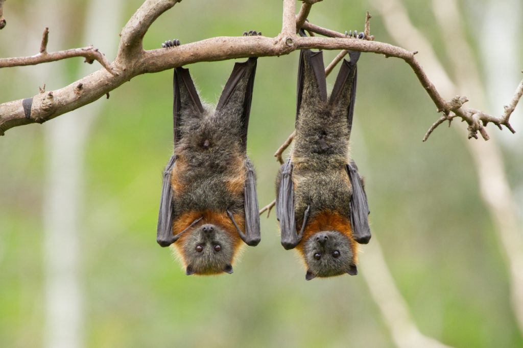 two fruit bats hanging upside down in a tree
