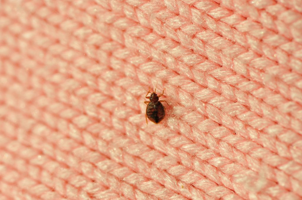 single bed bug on a blanket fiber