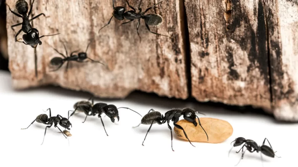 Pest Control Insulation Greenville NC