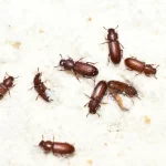 Understanding Pest Behavior: Why Some Homes Attract More Bugs Than Others