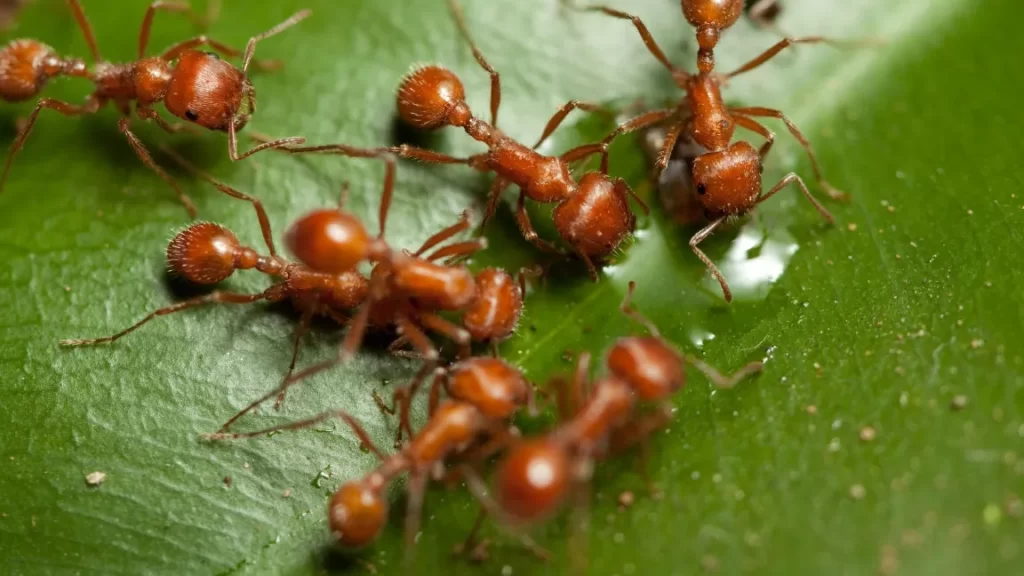 Wildlife Pest Treatment