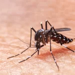 Say Hello to a Healthier Home with Professional Mosquito Control