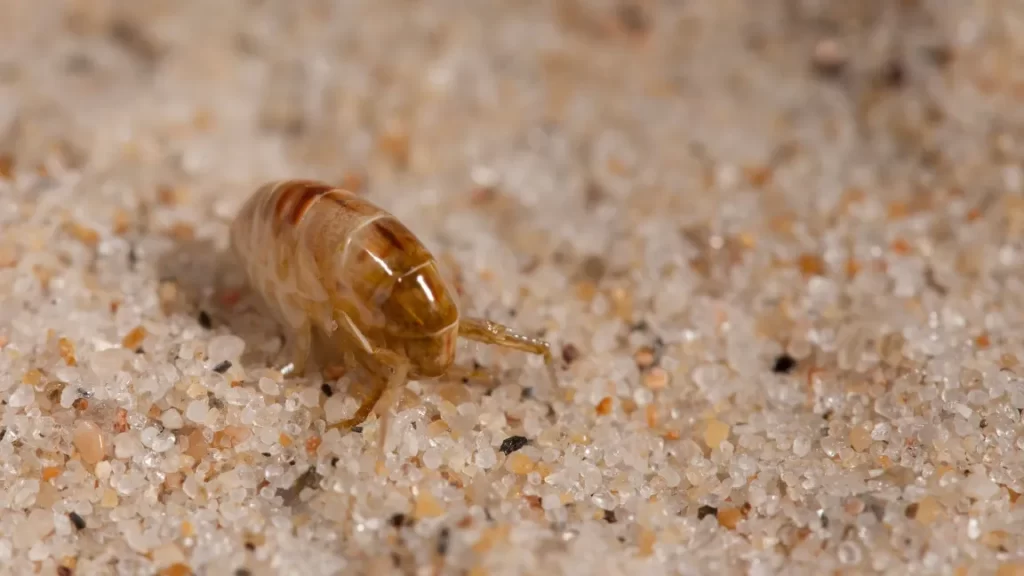 Termites, Rodents, and Mosquitoes—Find Complete Pest Control Services ...