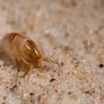Termites, Rodents, and Mosquitoes—Find Complete Pest Control Services in One Call