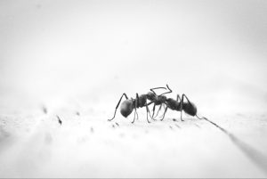 When to Call Professional Pest Control