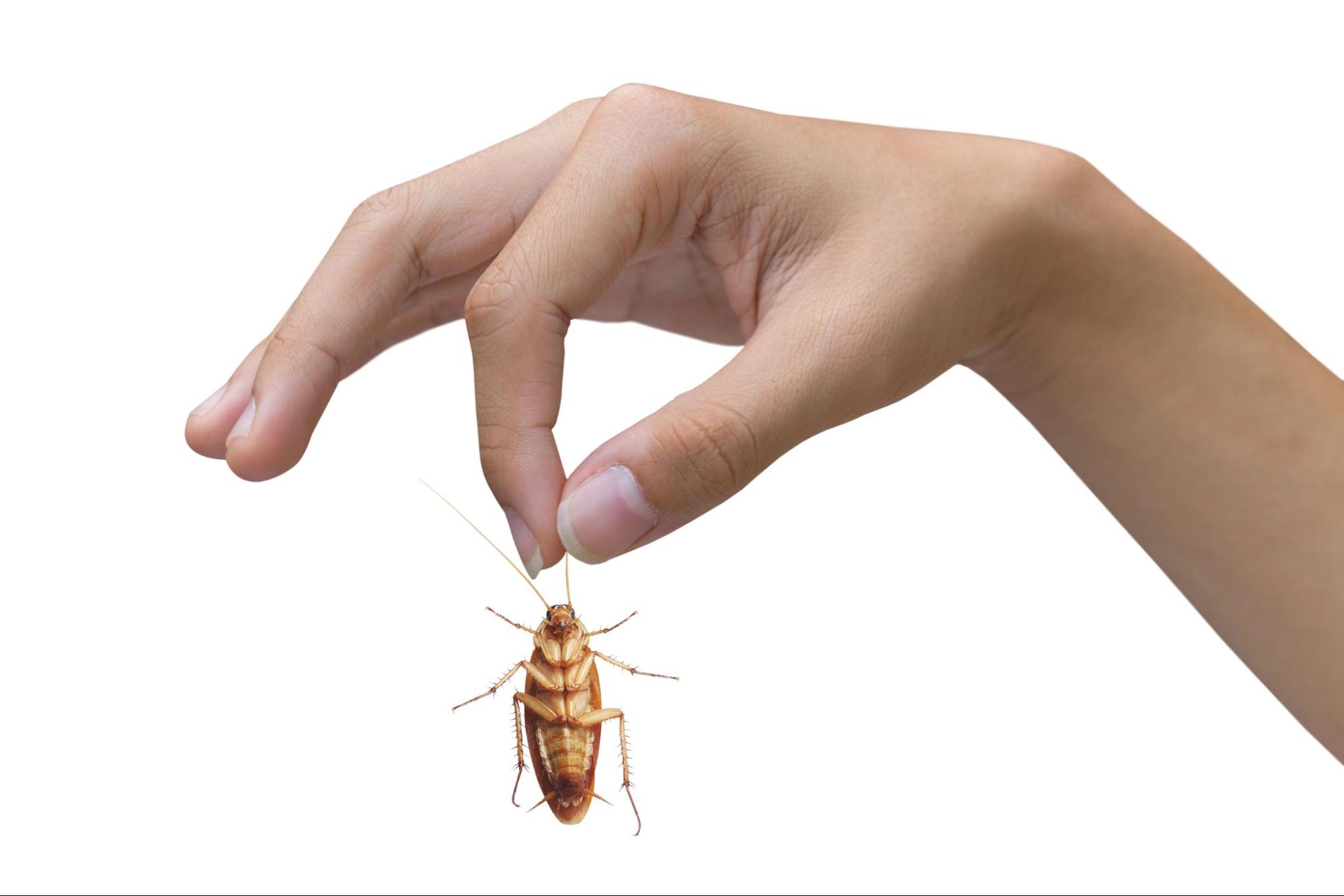 Read more about the article Pest Control Insulation Near Me Rocky Mount NC